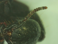 Staphylinini