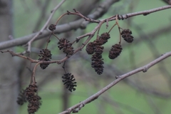 Alnus glutinosa
