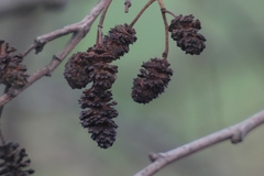 Alnus glutinosa