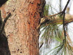 Certhia americana extima