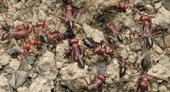 Cataglyphis nodus