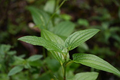 Saururus chinensis