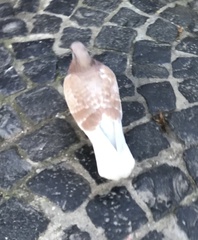 Columba livia domestica