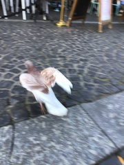 Columba livia domestica