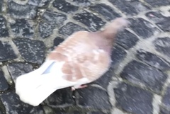 Columba livia domestica