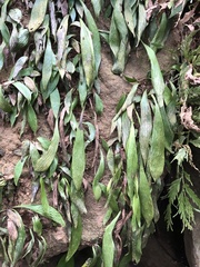 Antrophyum formosanum