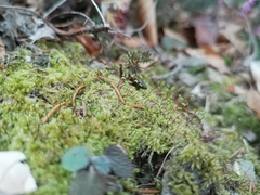 Brachytheciastrum velutinum
