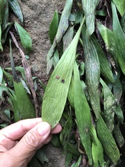 Antrophyum formosanum