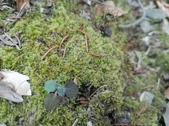 Brachytheciastrum velutinum