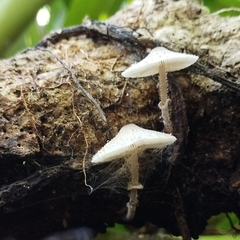 Leucocoprinus cretaceus
