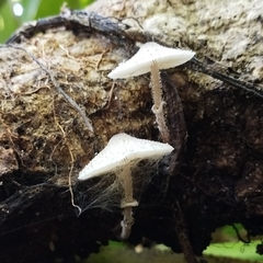 Leucocoprinus cretaceus