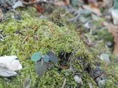 Brachytheciastrum velutinum