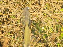 Phaenicophaeus viridirostris