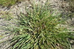 Carex secalina