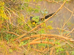 Phaenicophaeus viridirostris