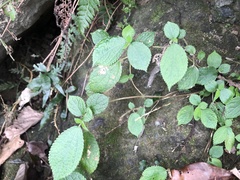 Boehmeria pilosiuscula