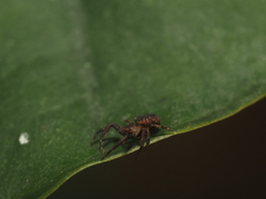 Pycnaxis