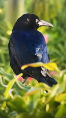 Quiscalus major