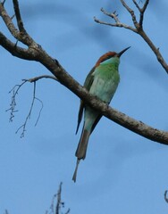Merops americanus