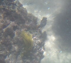 Canthigaster amboinensis