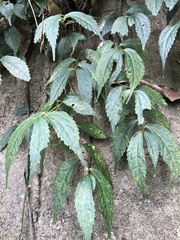 Elatostema cyrtandrifolium