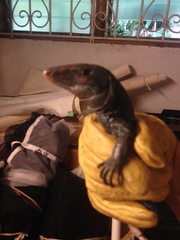 Pholidoscelis fuscatus