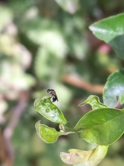 Chrysidoidea