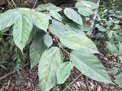 Ficus irisana