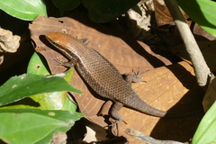 Eutropis macularia