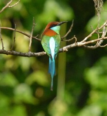 Merops americanus