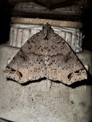 Lithilaria proestans