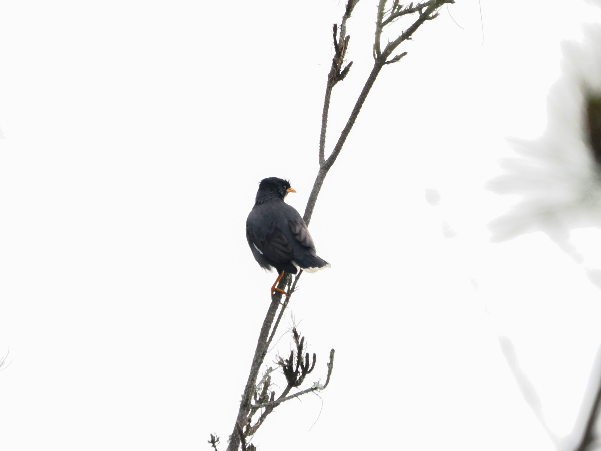 Javan Myna