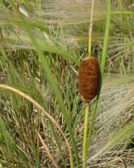 Typha laxmannii