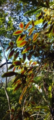 Nematanthus