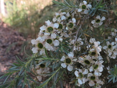 Leptospermum lanigerum