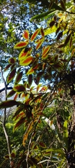 Nematanthus