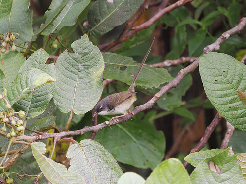 Hill Prinia (Prinia superciliaris), photo 2