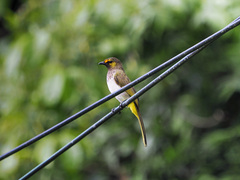 Pycnonotus bimaculatus