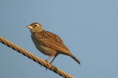 Mirafra erythroptera