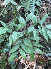 Disporum kawakamii