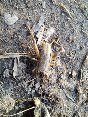 Gryllus bimaculatus