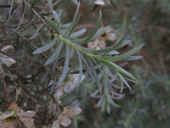 Leptospermum lanigerum