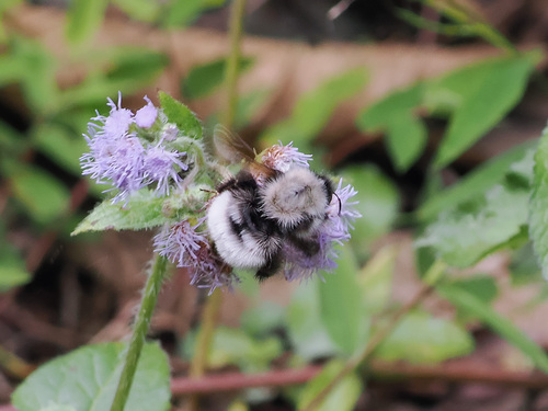 Foto von Bombus senex