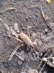 Gryllus bimaculatus