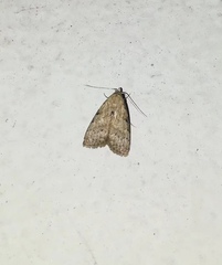 Nola