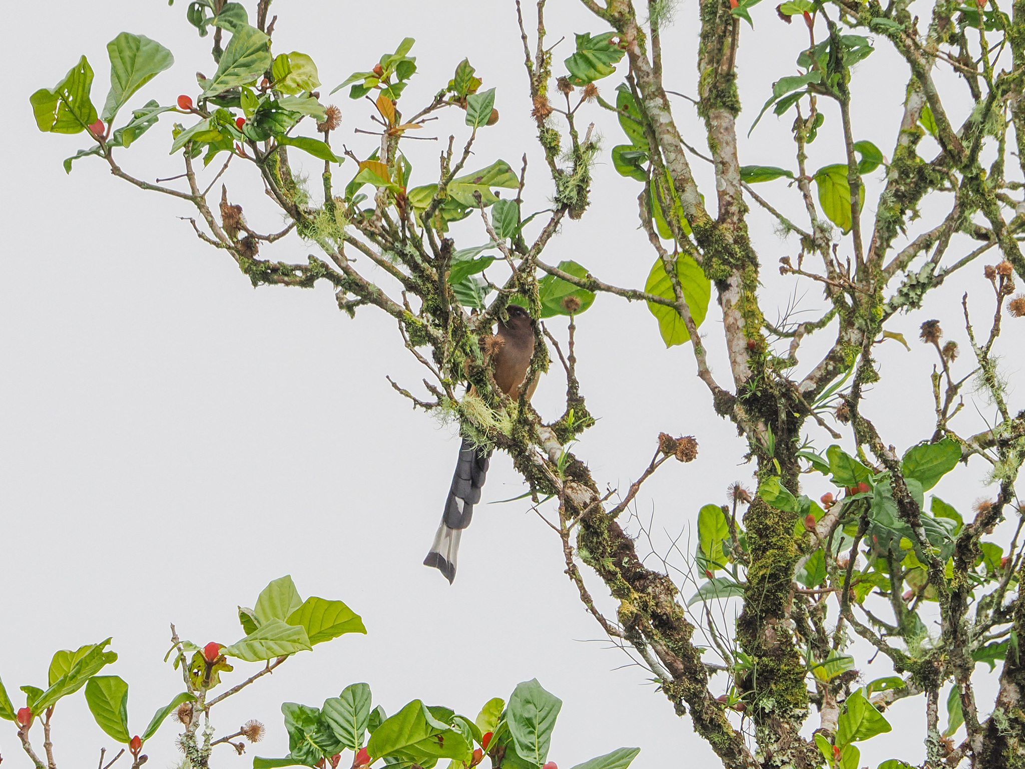 Sumatran Treepie (Dendrocitta occipitalis), photo 4