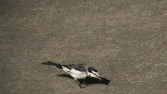 Motacilla alba lugens