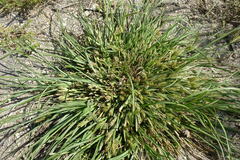 Carex secalina