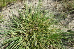 Carex secalina
