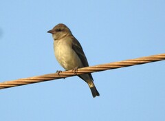 Gymnoris xanthocollis